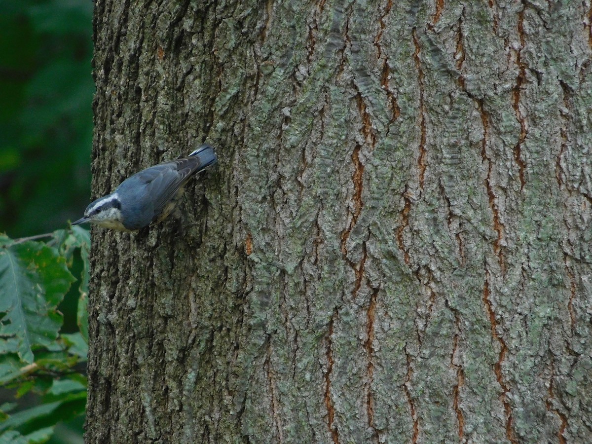 Red-breasted Nuthatch - ML34722851