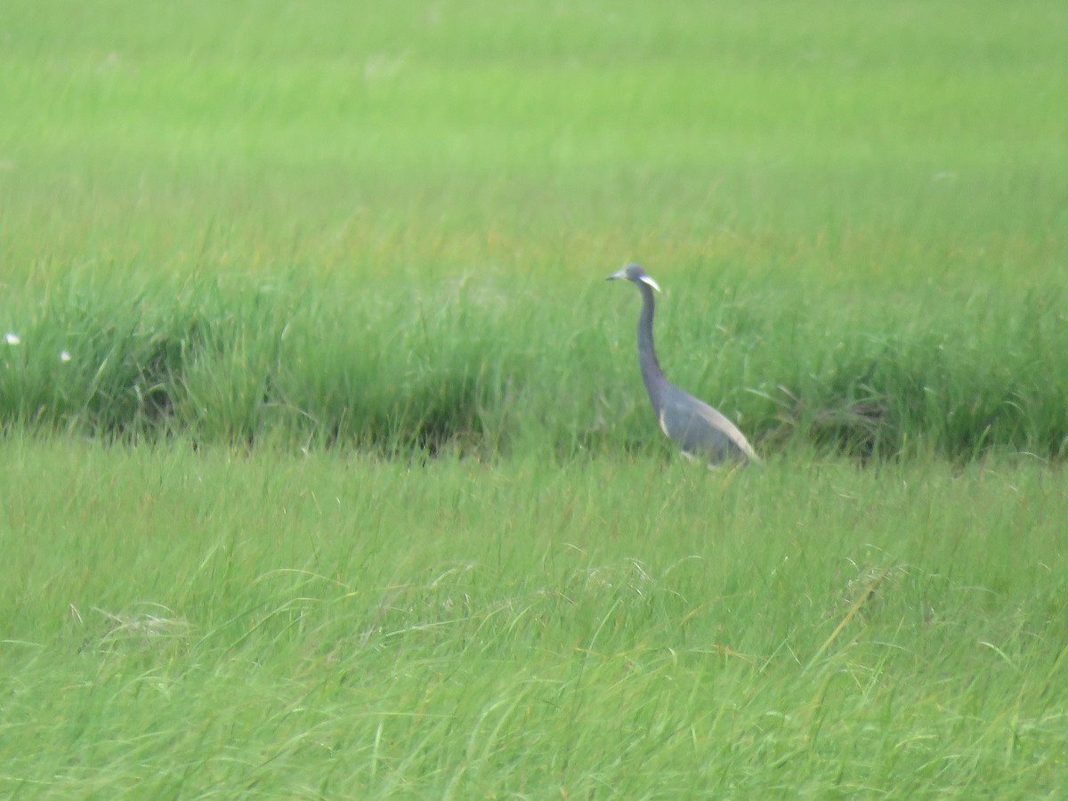 Tricolored Heron - ML347228681