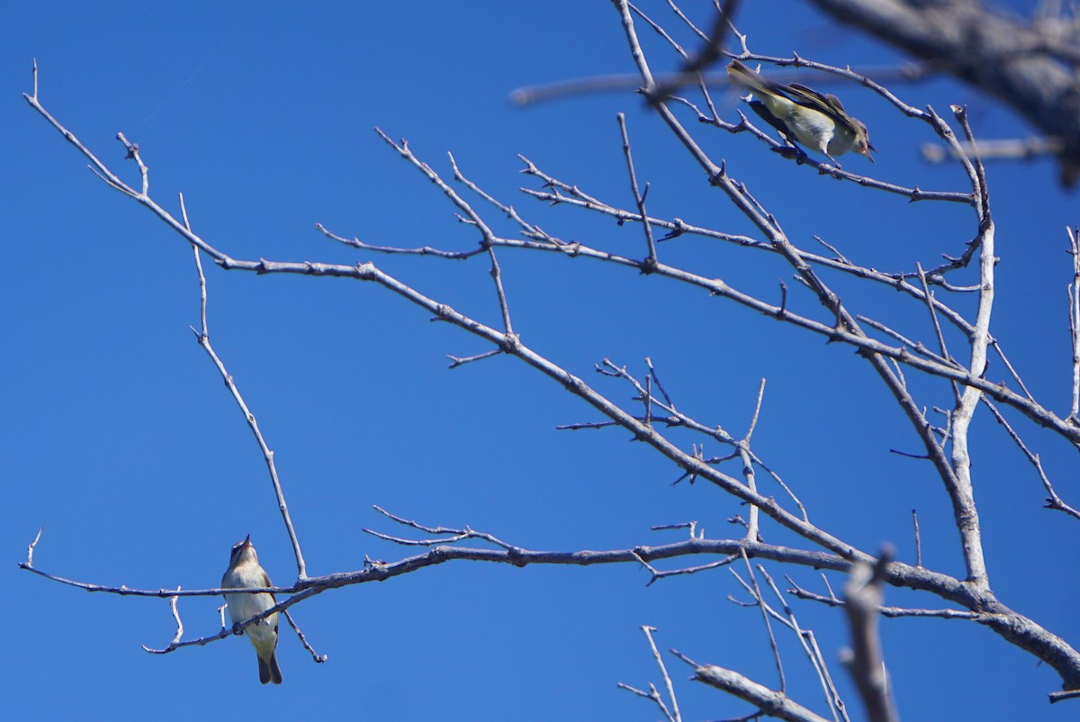 Black-whiskered Vireo - ML347229251