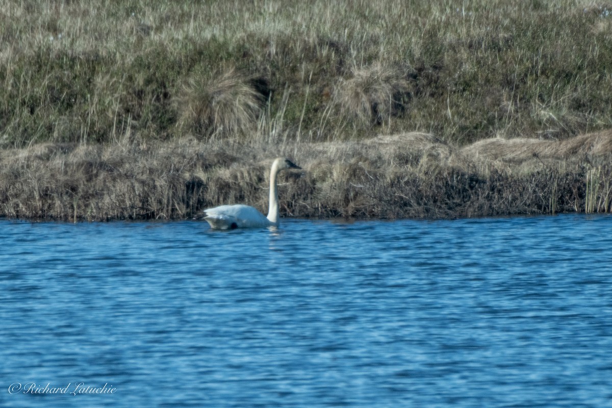 Tundra Swan - ML347230021