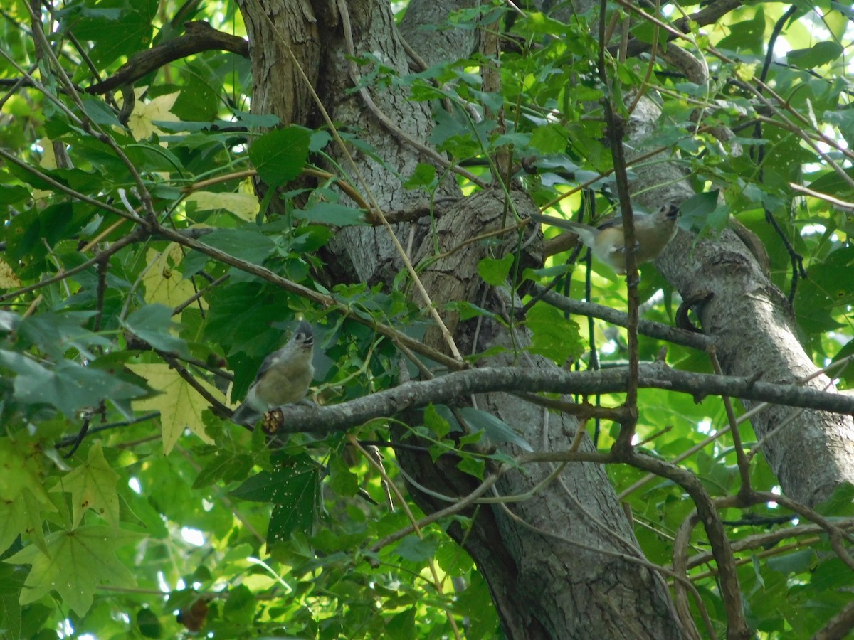 Tufted Titmouse - ML34723071