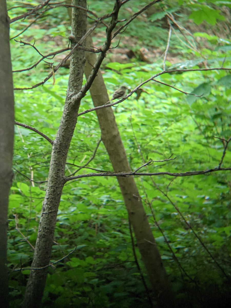 Acadian Flycatcher - ML347230751