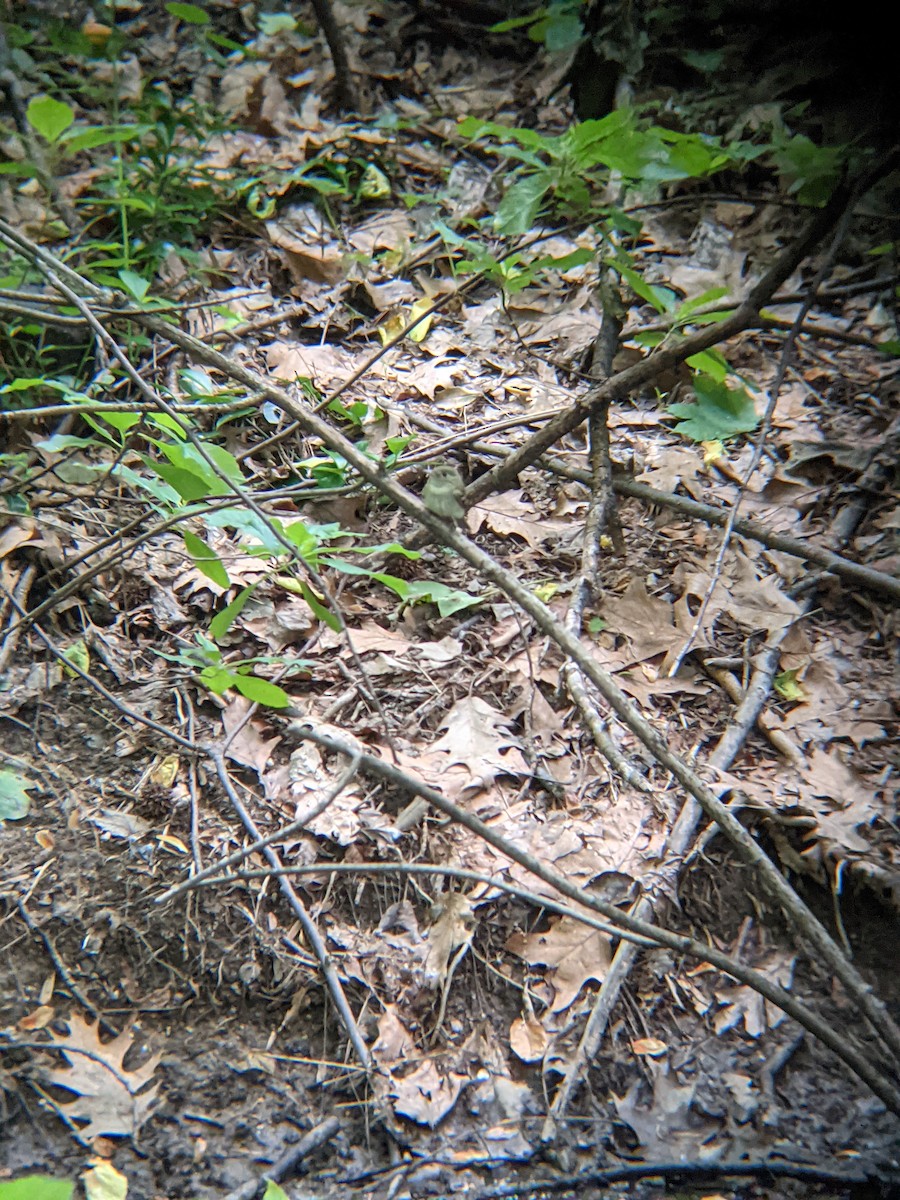 Acadian Flycatcher - ML347230841