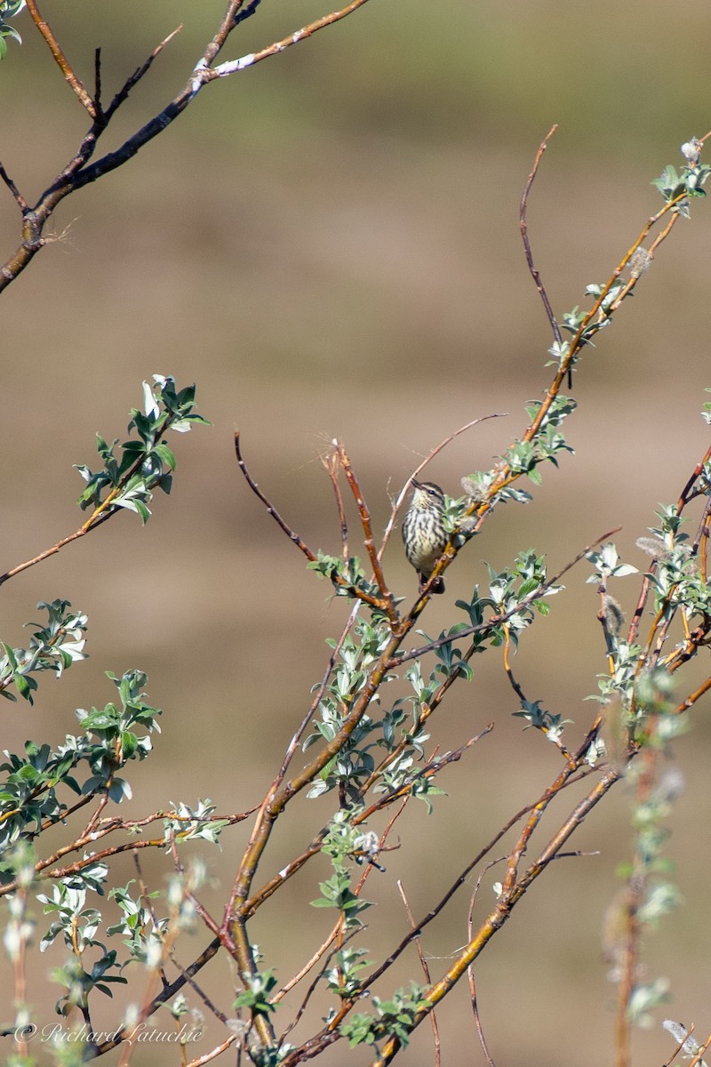 Northern Waterthrush - ML347231281