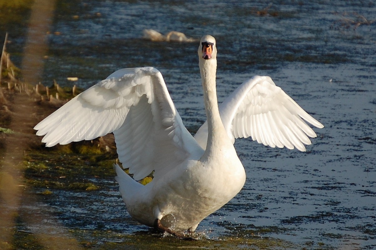 Mute Swan - ML34723271