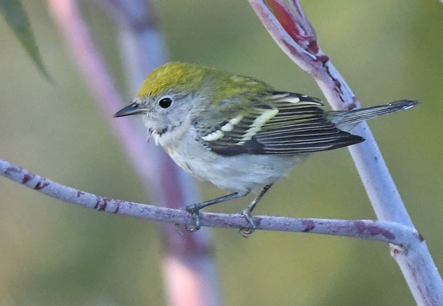 Chestnut-sided Warbler - Mike Stensvold