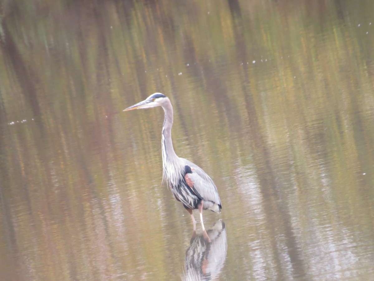 Great Blue Heron - ML347234761