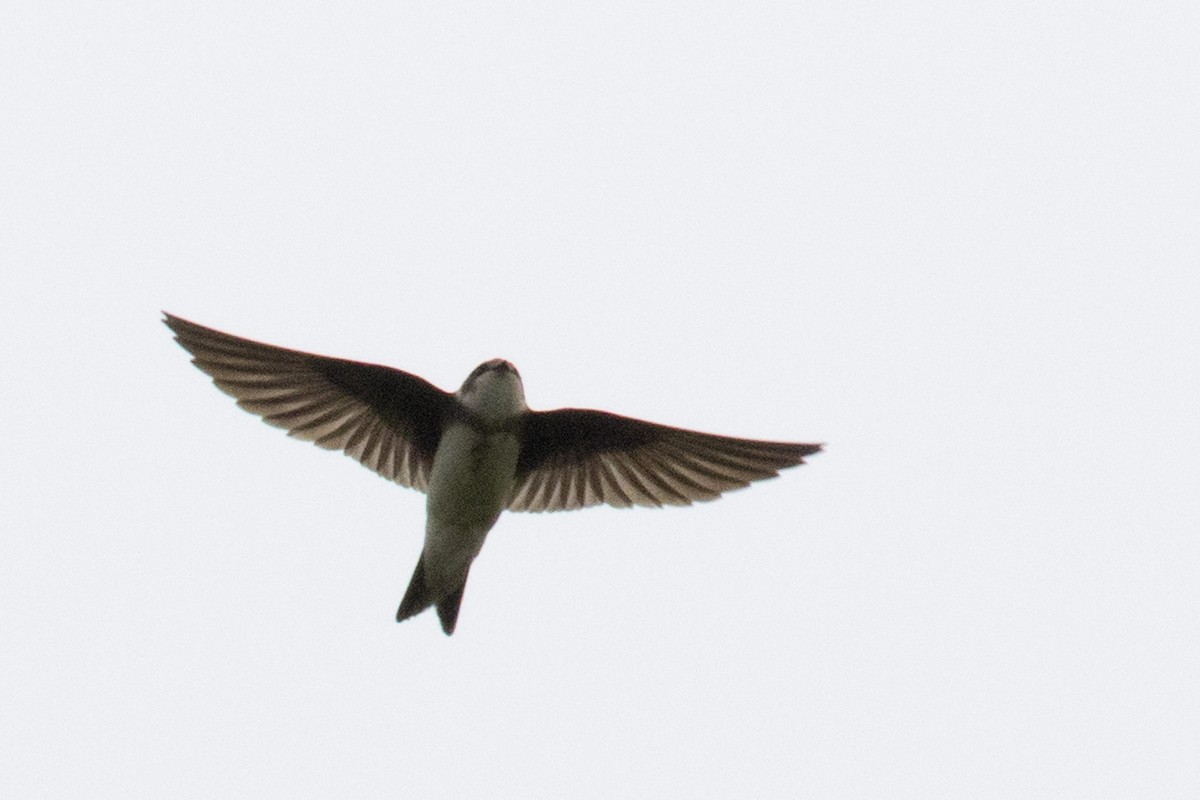 Bank Swallow - Michael Bowen