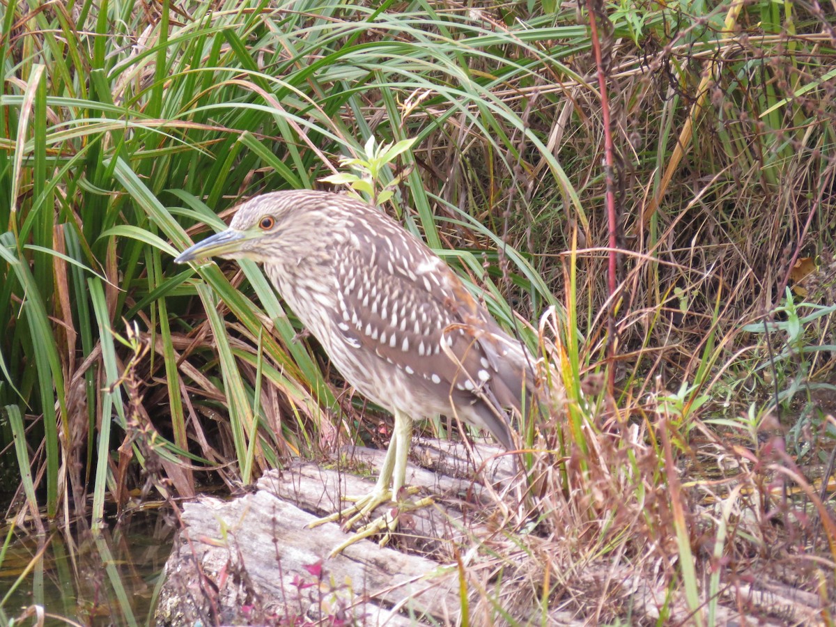 Black-crowned Night Heron - ML347236431