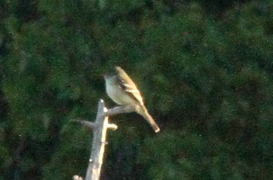 Alder Flycatcher - ML347238141