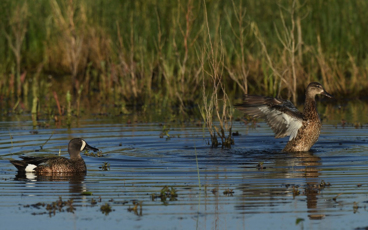 Blue-winged Teal - Connie Misket