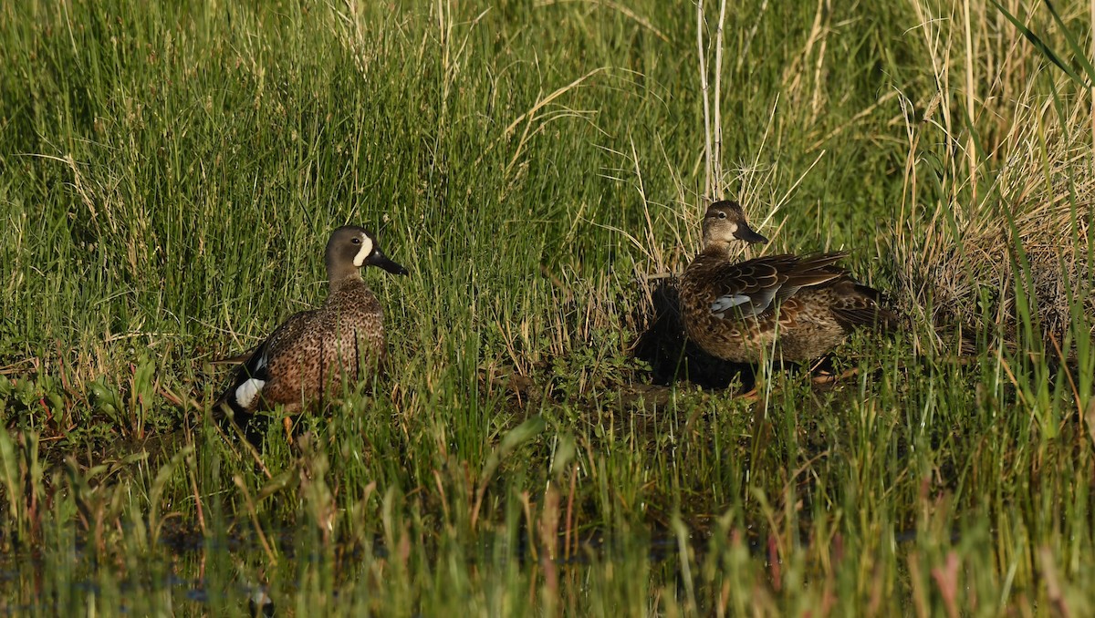 Blue-winged Teal - Connie Misket