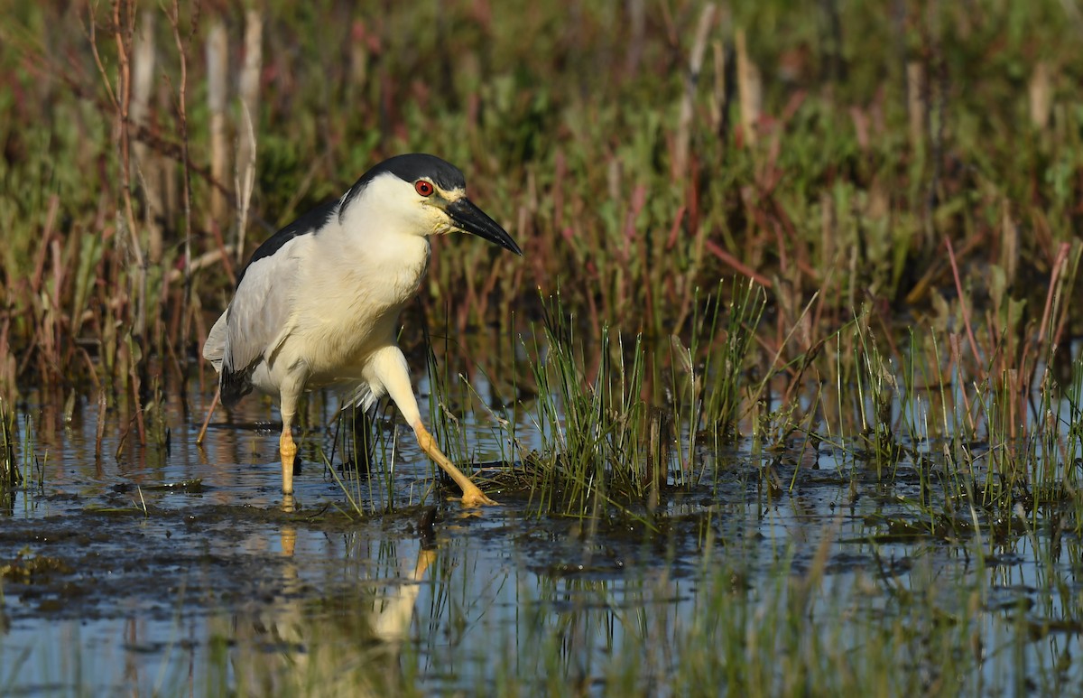 Black-crowned Night Heron - Connie Misket