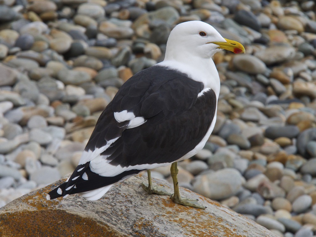 Kelp Gull - ML347244411