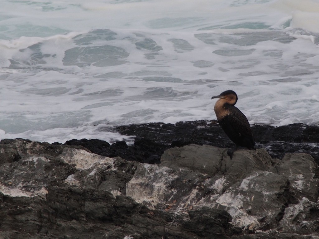 Great Cormorant - ML347244571