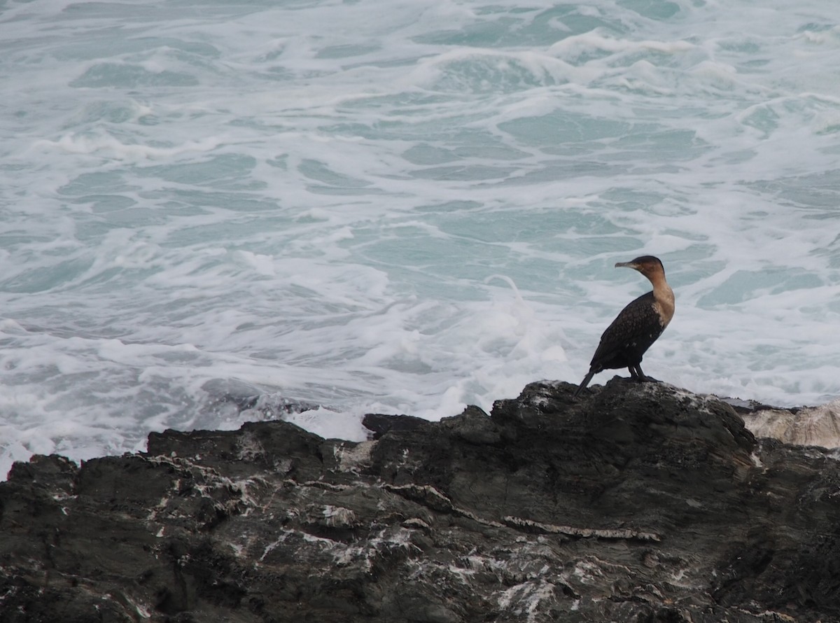 Great Cormorant - ML347244591