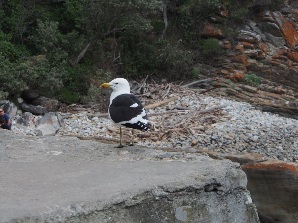 Kelp Gull - ML347244641