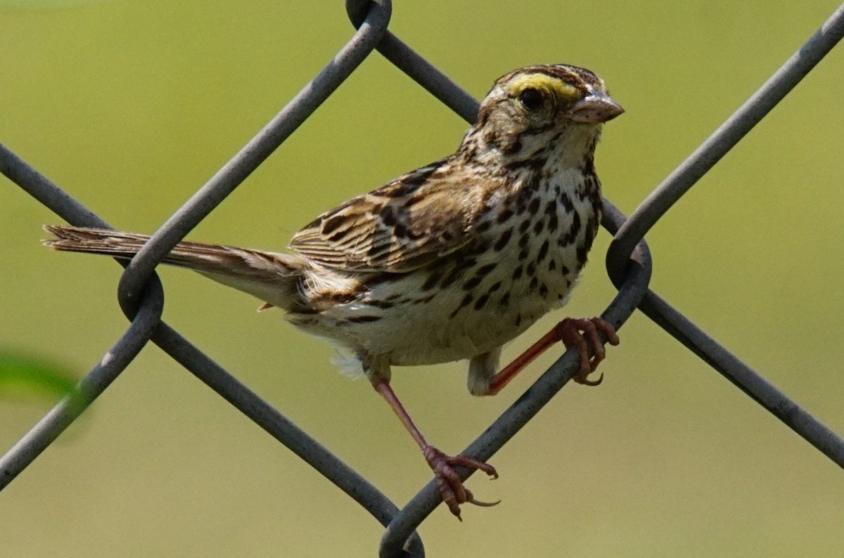 Savannah Sparrow - Dennis Mersky