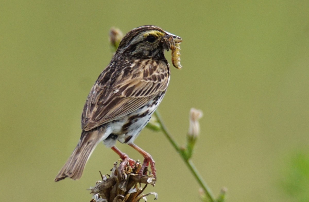 Savannah Sparrow - Dennis Mersky