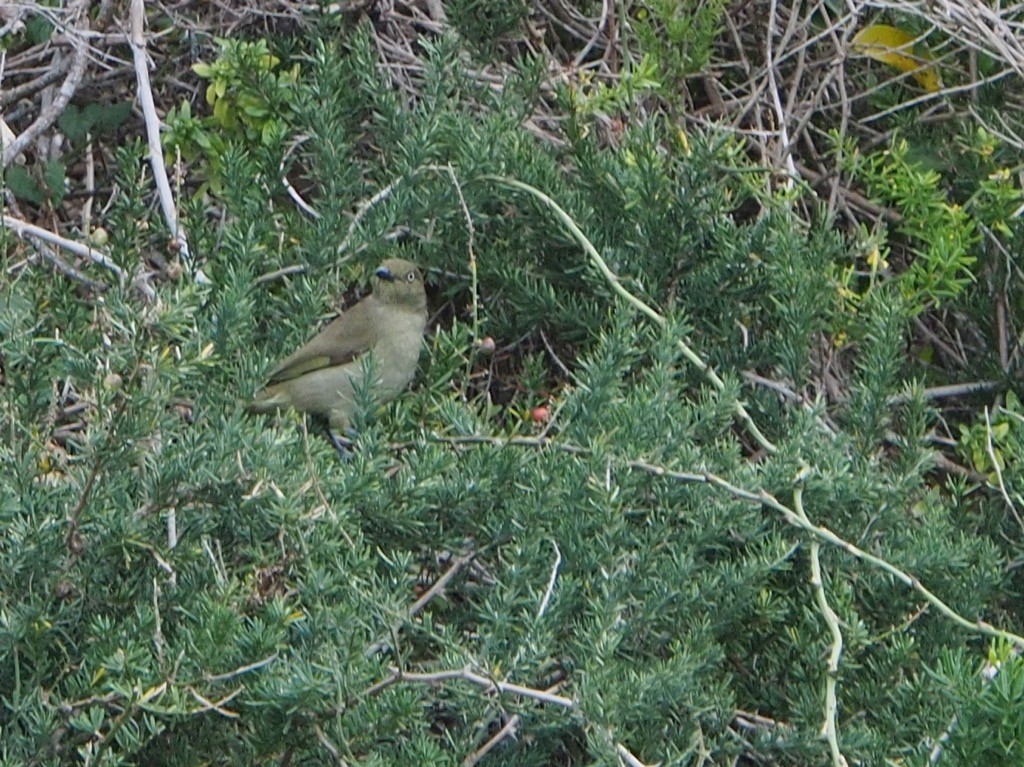 Sombre Greenbul - ML347244851