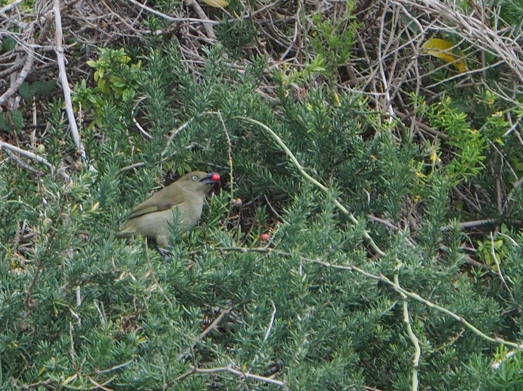 Sombre Greenbul - ML347244881