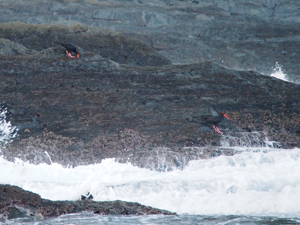 African Oystercatcher - ML347245101