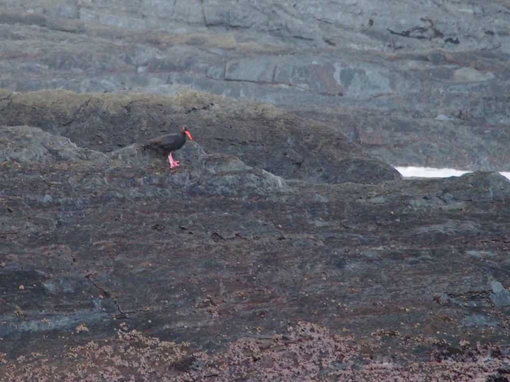 African Oystercatcher - ML347245171