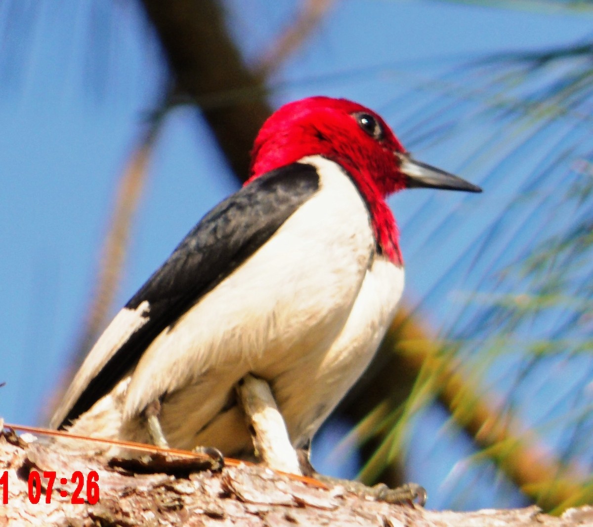 Red-headed Woodpecker - ML347246831