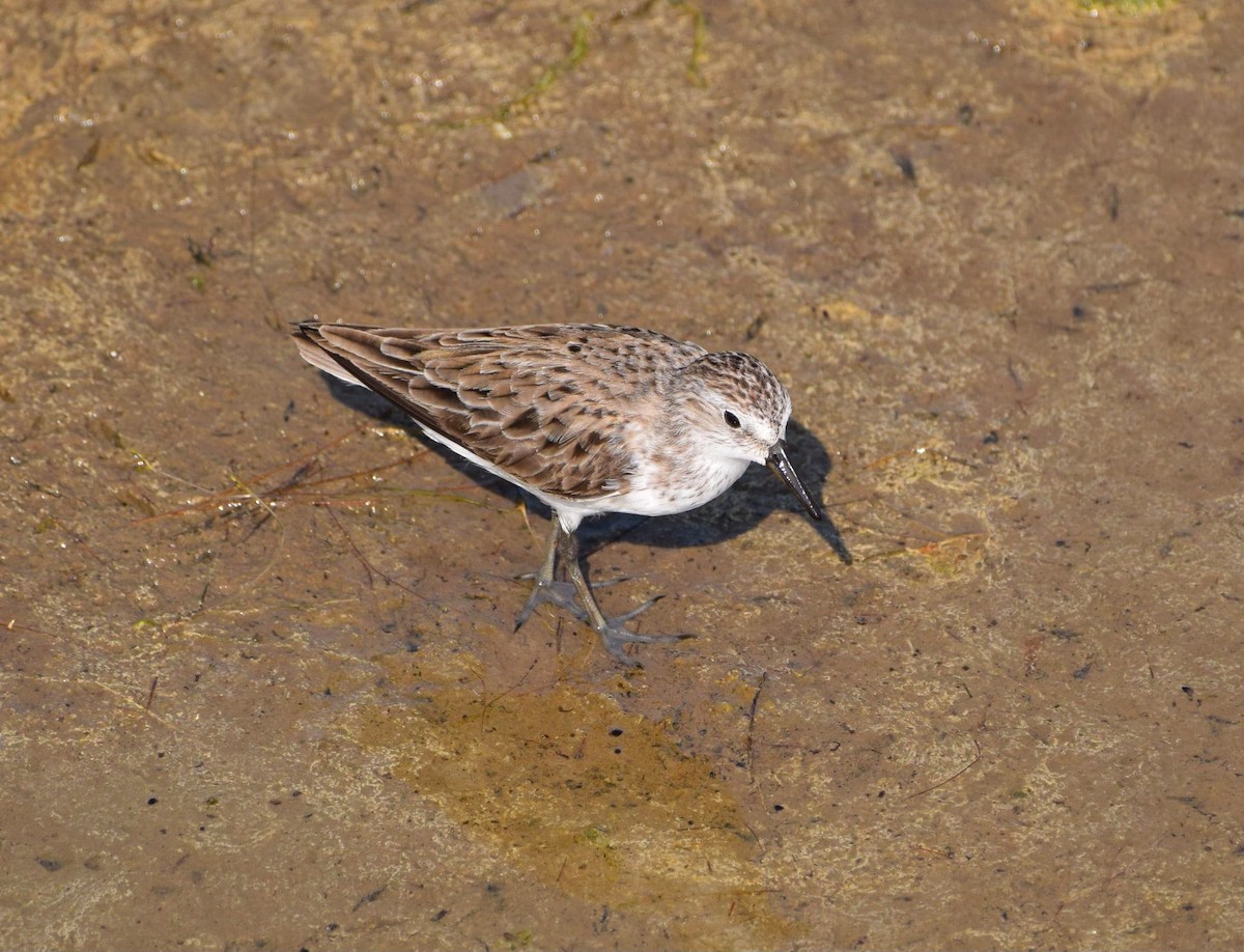 Semipalmated Sandpiper - ML347247231