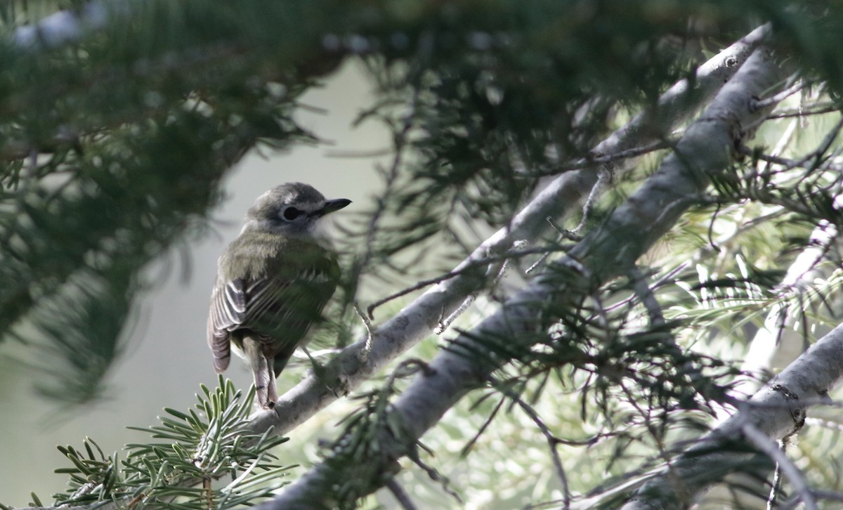 Cassin's Vireo - Max Benningfield