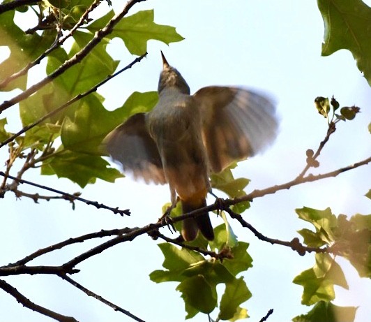 Colima Warbler - ML347251141