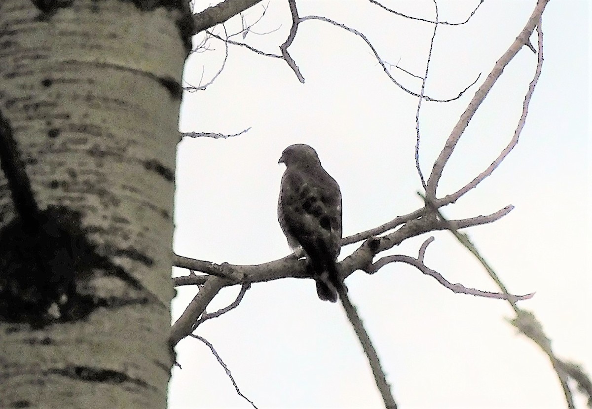 Broad-winged Hawk - ML347251481