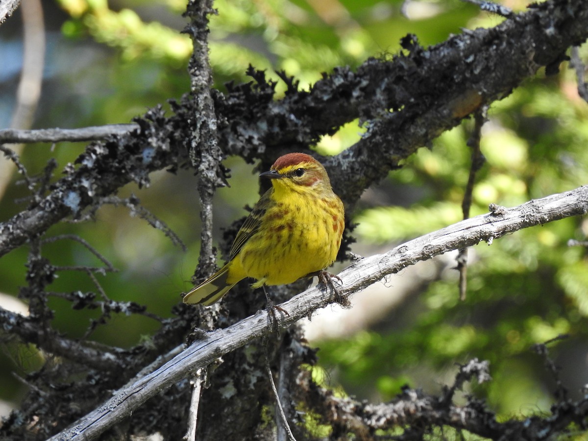 Palm Warbler - ML347251691