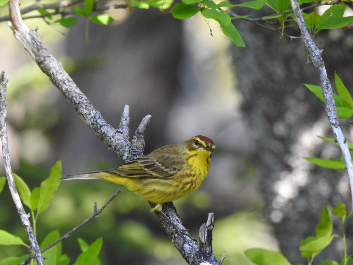 Palm Warbler - ML347251771