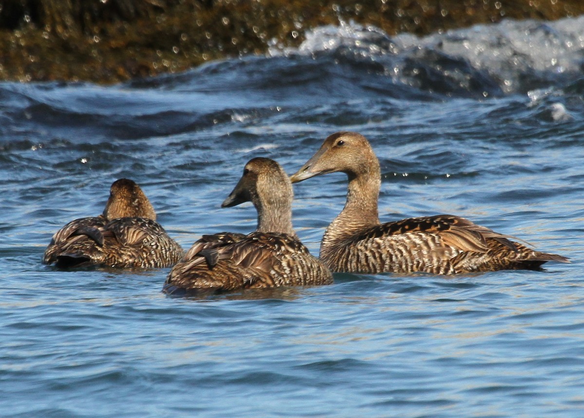 Common Eider - Mary K Gardner