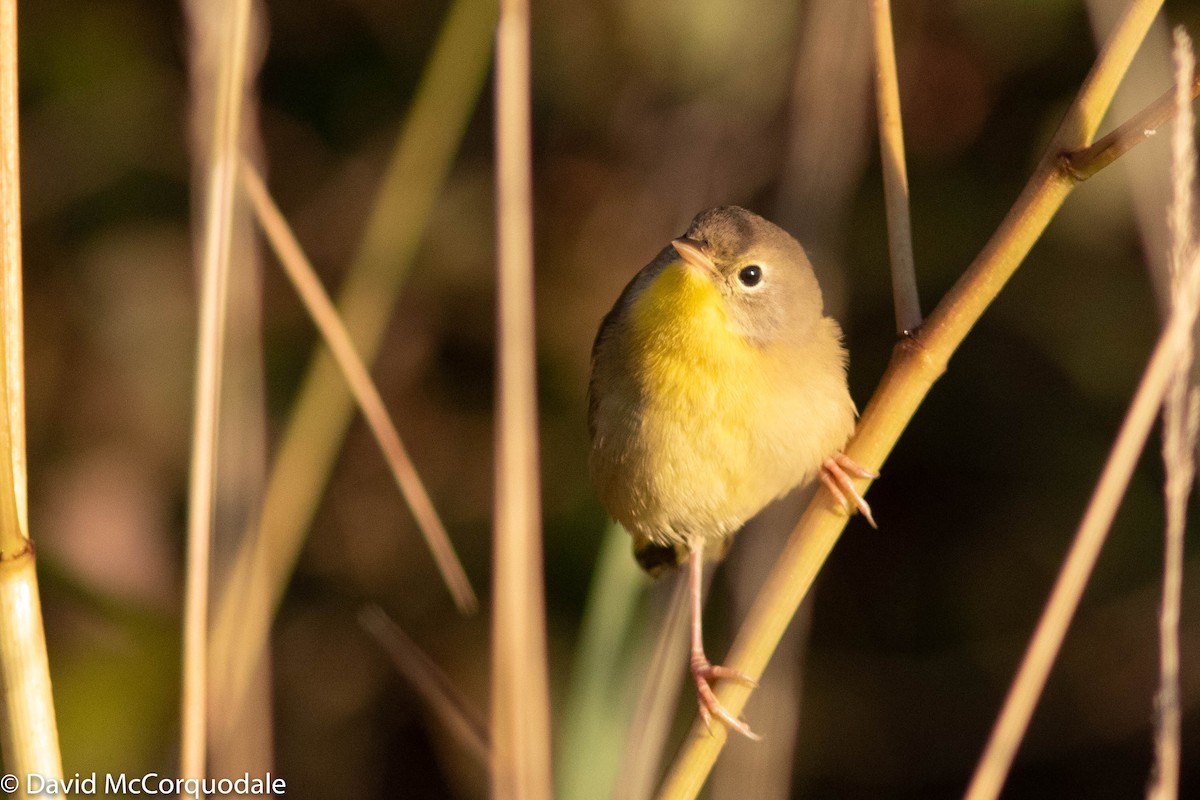 Common Yellowthroat - David McCorquodale