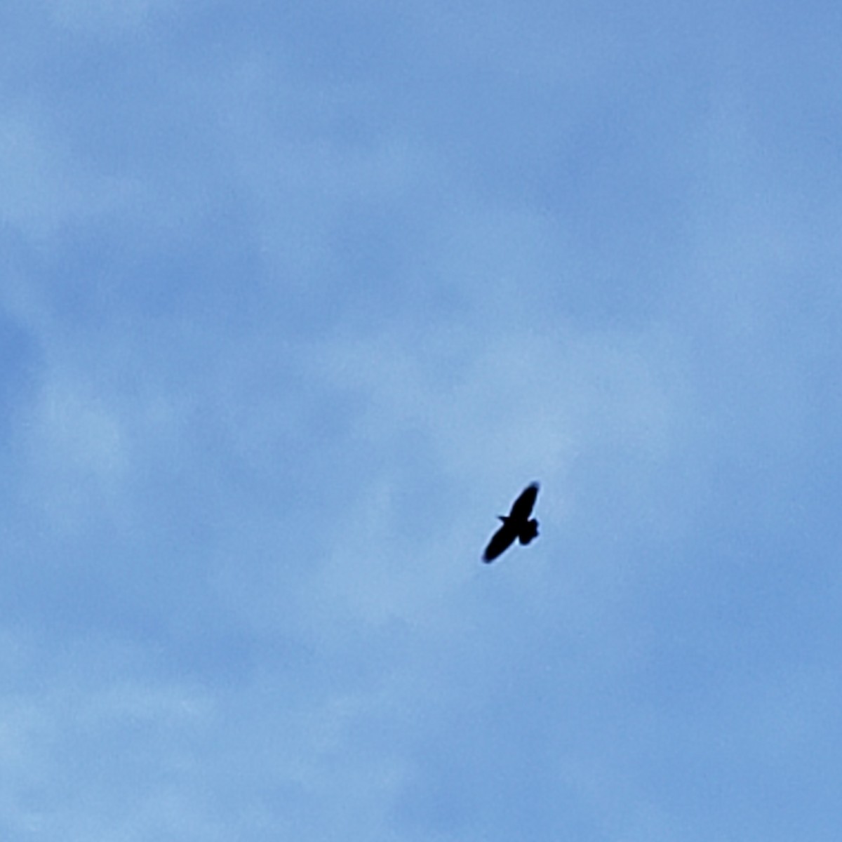 Common Raven - ML347255841