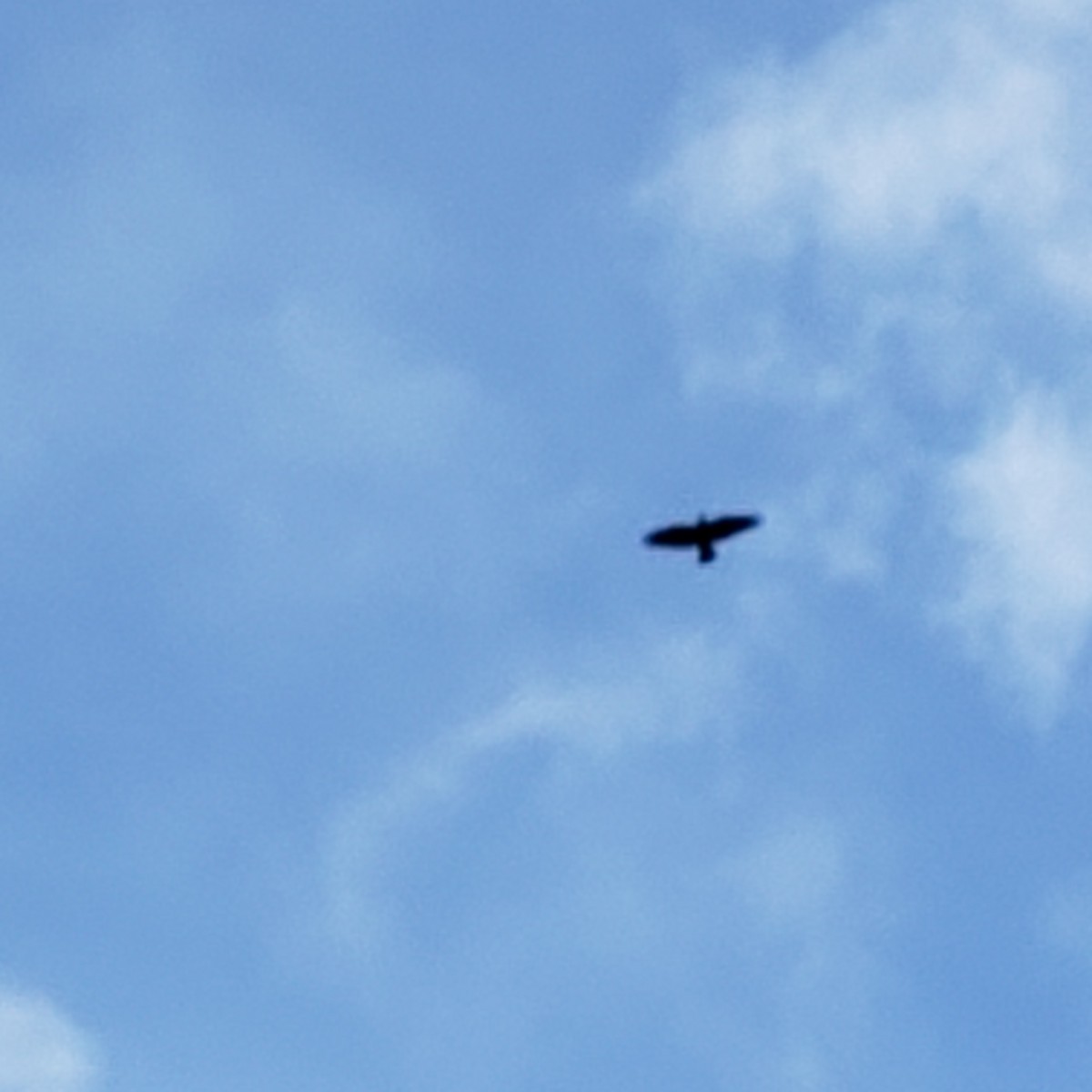 Common Raven - ML347255851