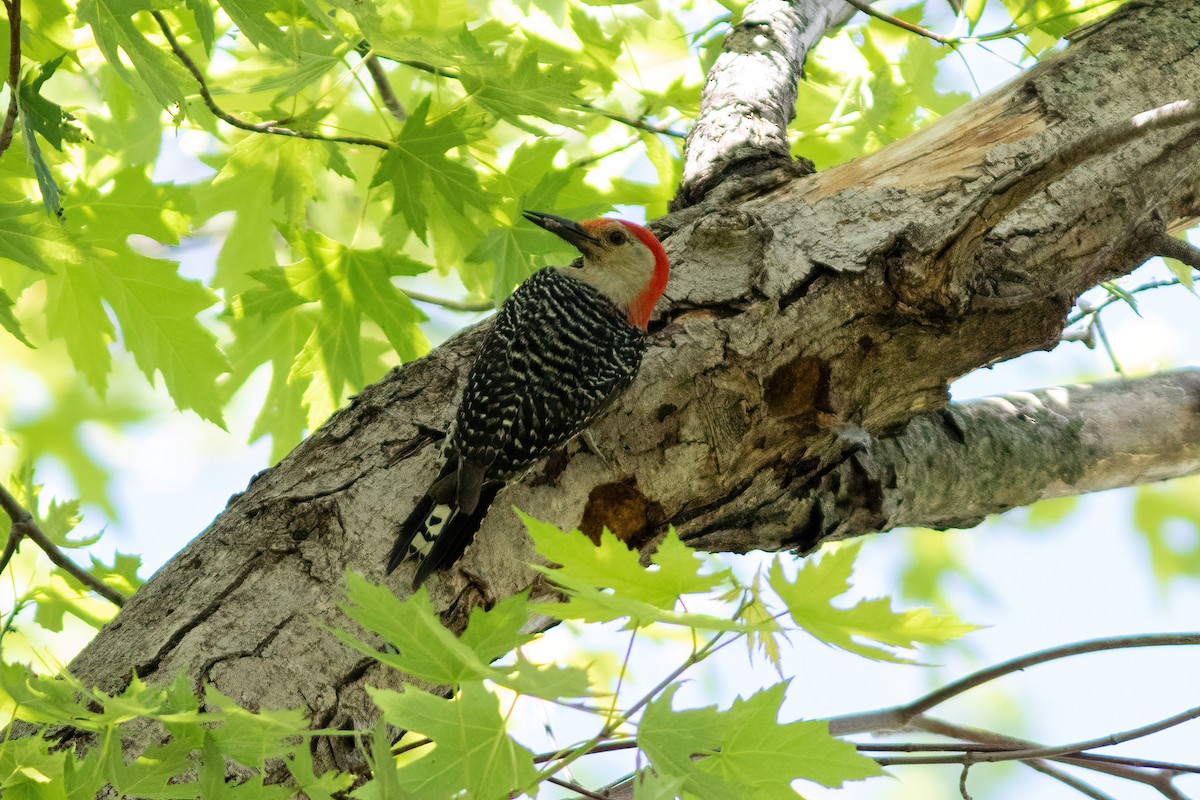 Red-bellied Woodpecker - ML347256341