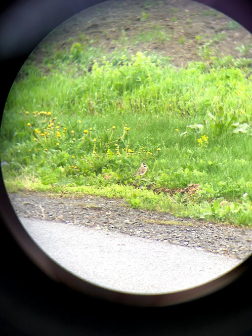 Horned Lark - ML347257781