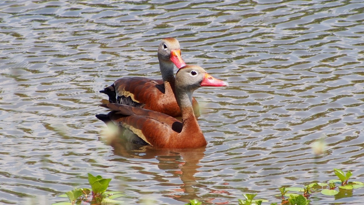 Black-bellied Whistling-Duck - ML347257891