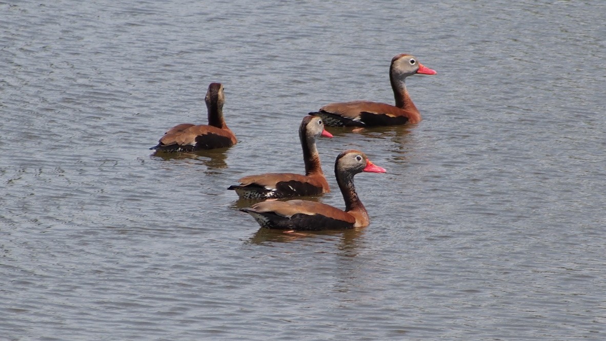 Black-bellied Whistling-Duck - ML347257951