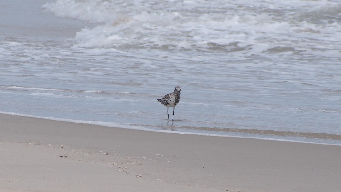 Black-bellied Plover - ML347258631