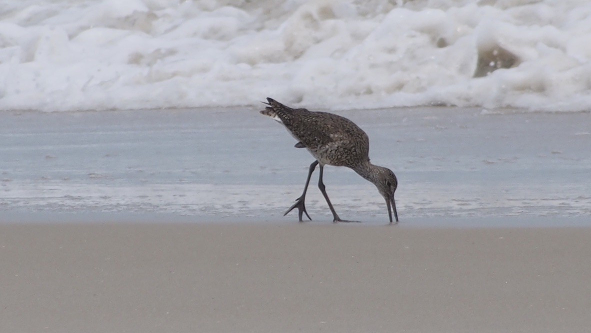 Willet - ML347258961