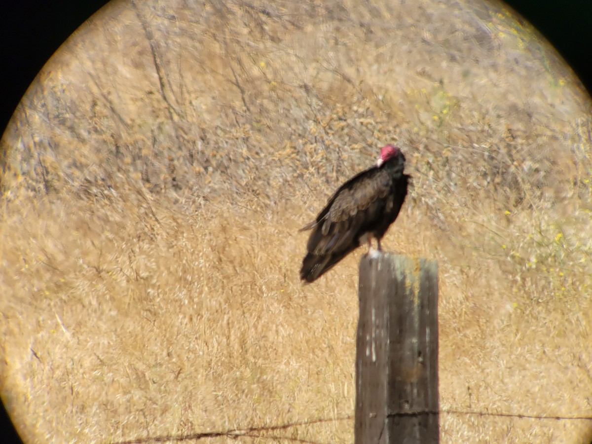 Turkey Vulture - ML347259491