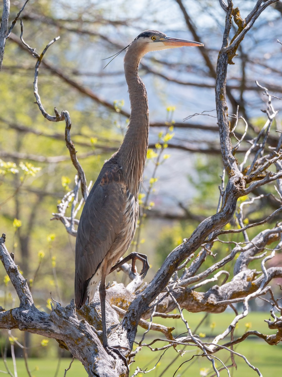 Great Blue Heron (Great Blue) - Aidan Lorenz