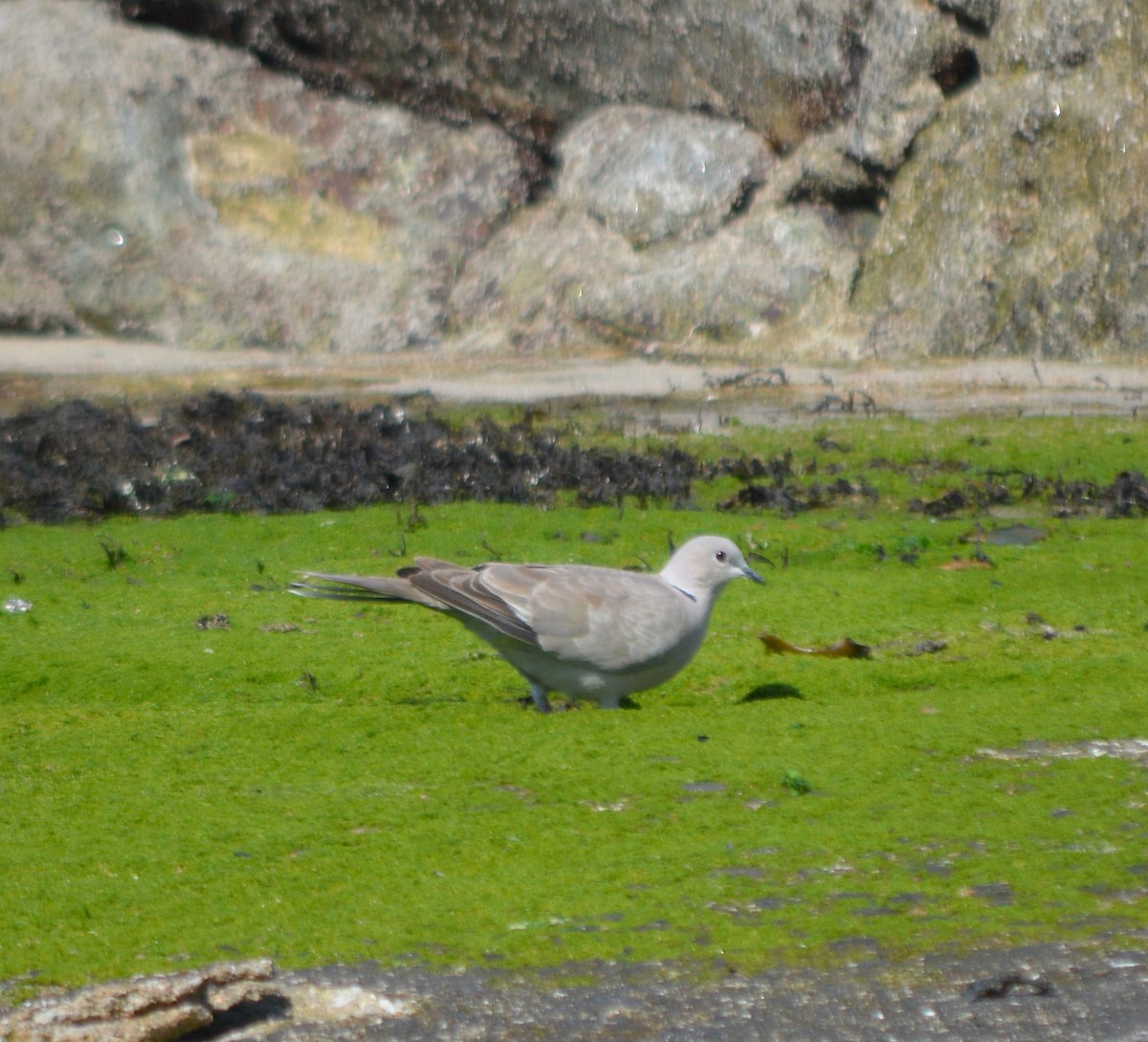 Eurasian Collared-Dove - ML347260491