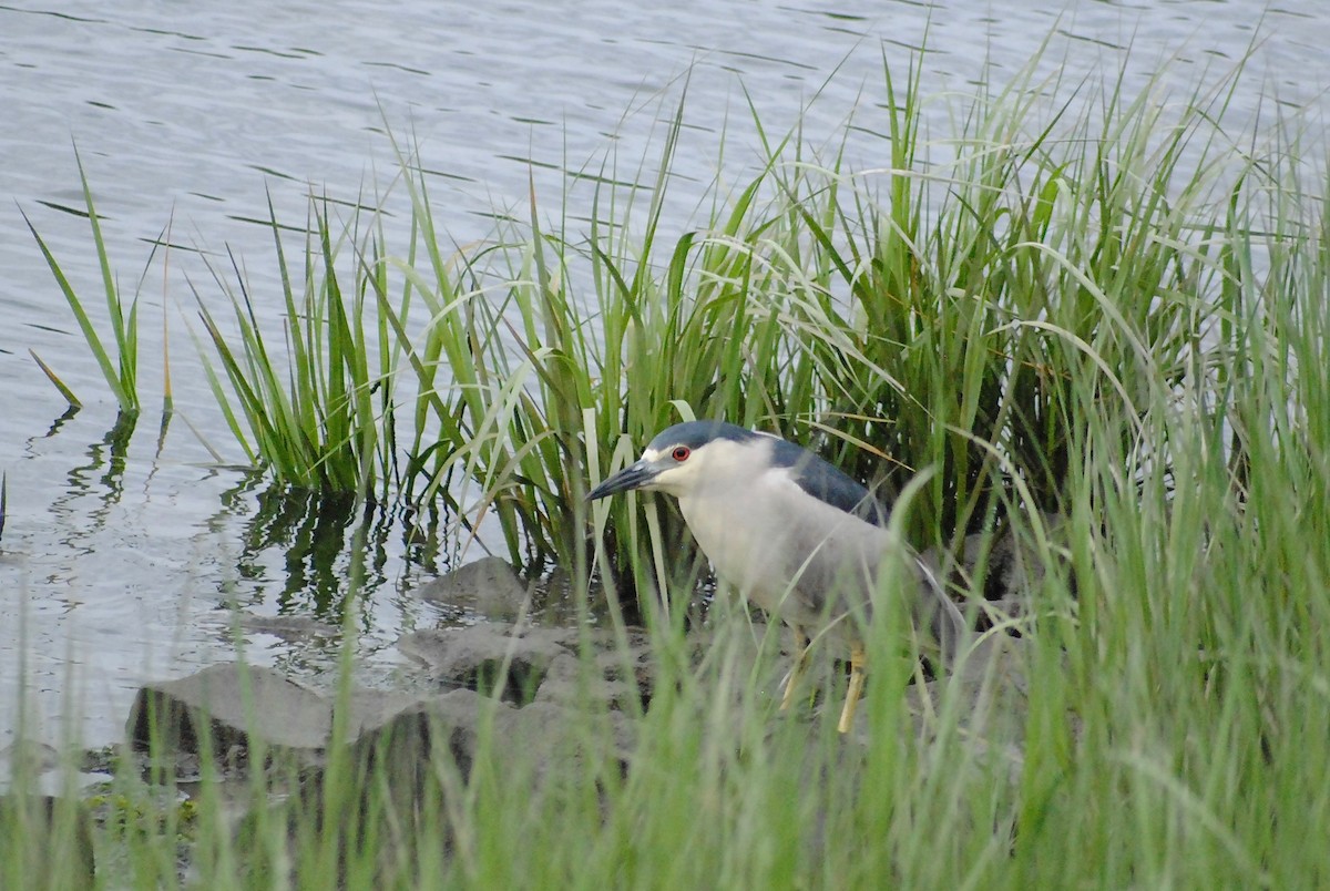 Black-crowned Night Heron - ML347260601