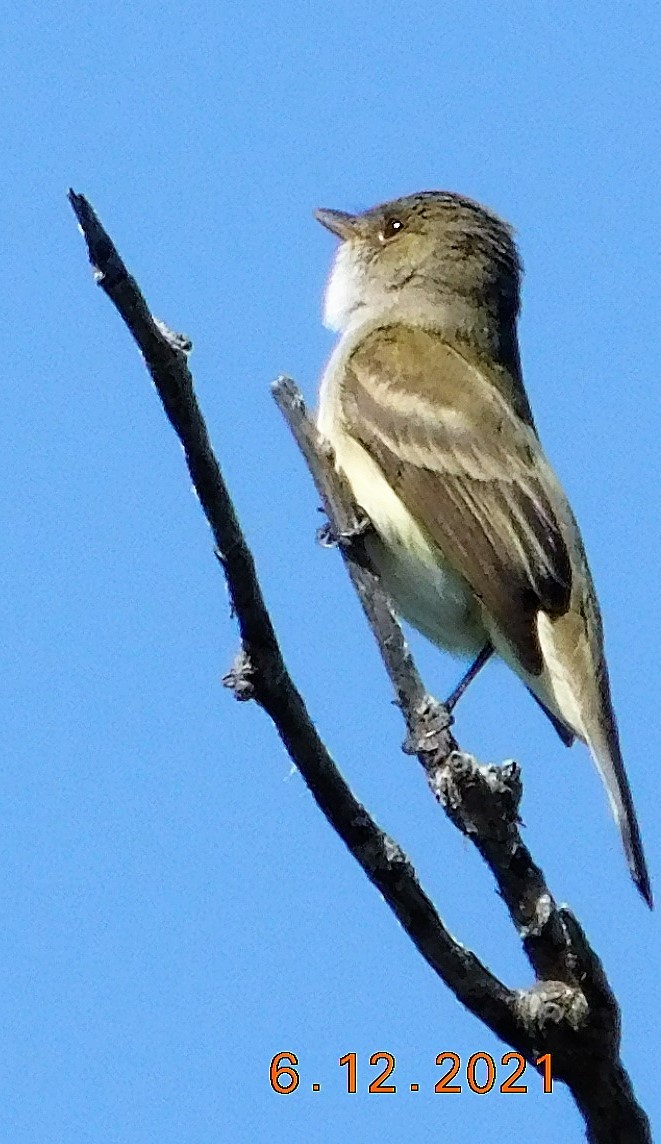 Willow Flycatcher - ML347261811