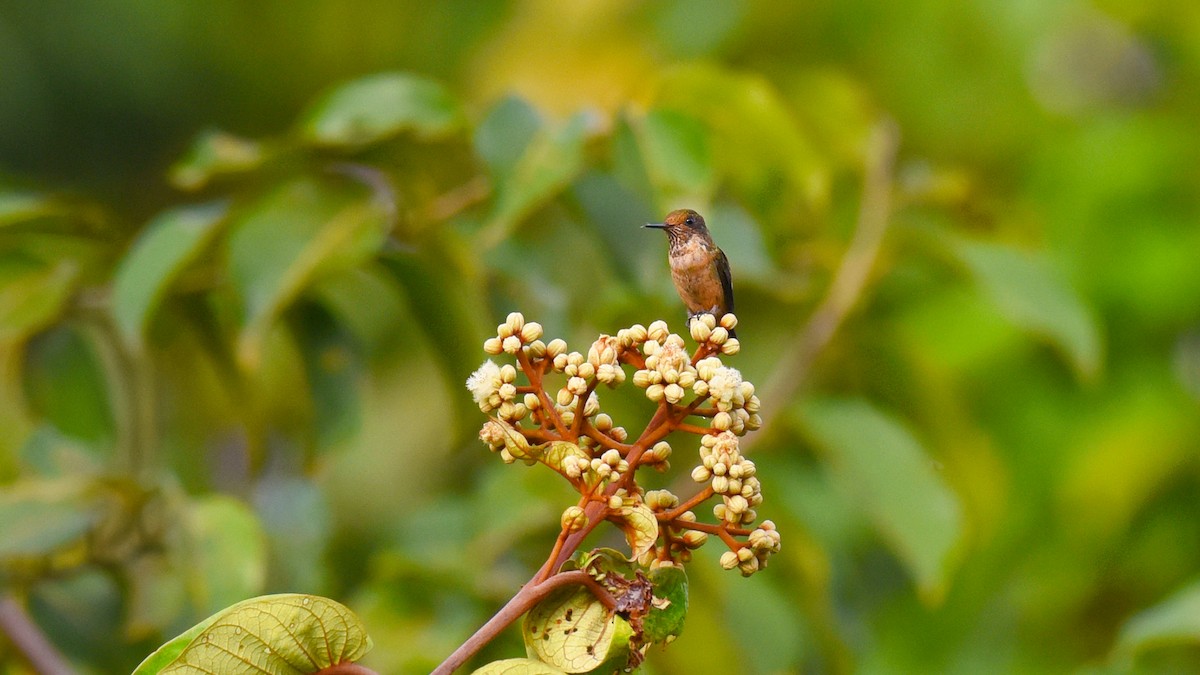 Tufted Coquette - ML347261921